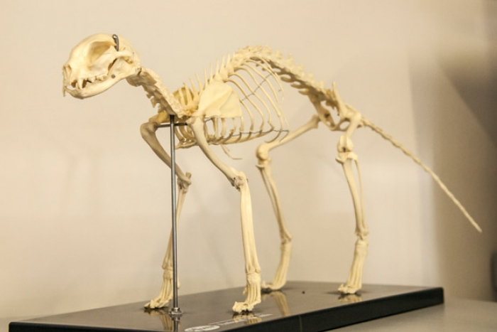 skelet 